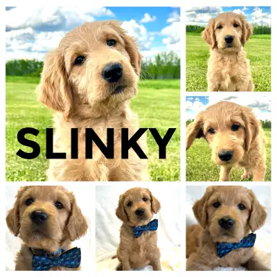 ** PLEASE READ FULL AD* These gorgeous Goldendoodle pups are ready to love you to infinity and beyon...