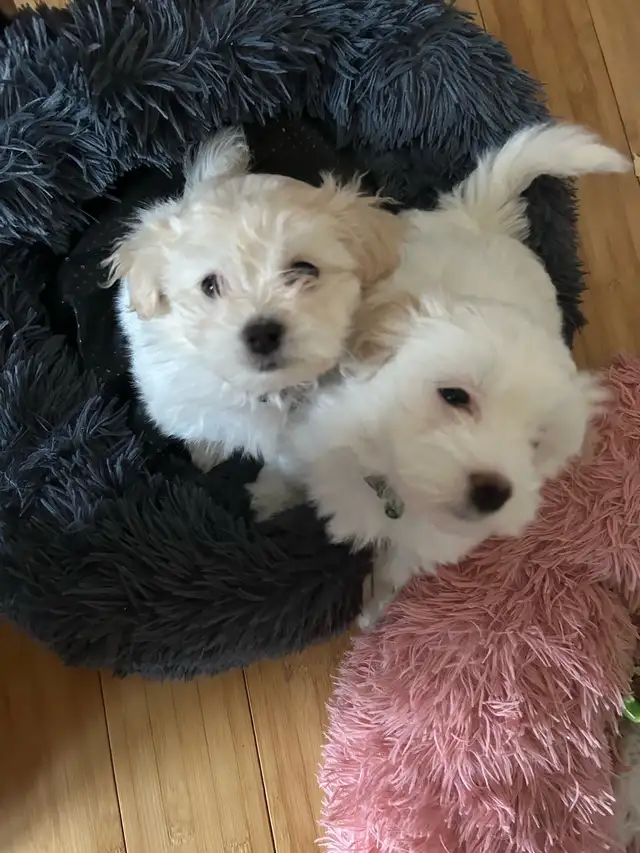 Bichon mix puppies in Dogs & Puppies for Rehoming in Laval / North Shore - Image 3