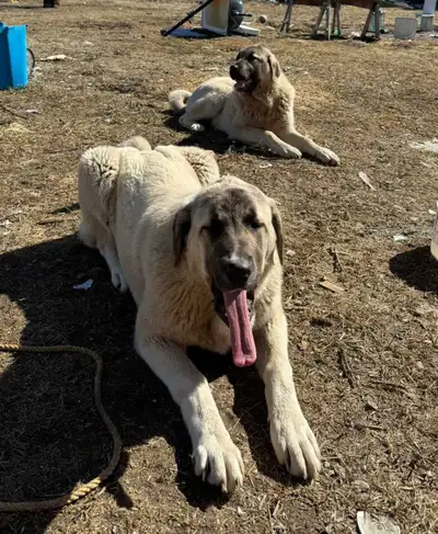 Very Rare Kangal Shepherd Dogs – 2 Females & 1 Male, View more
