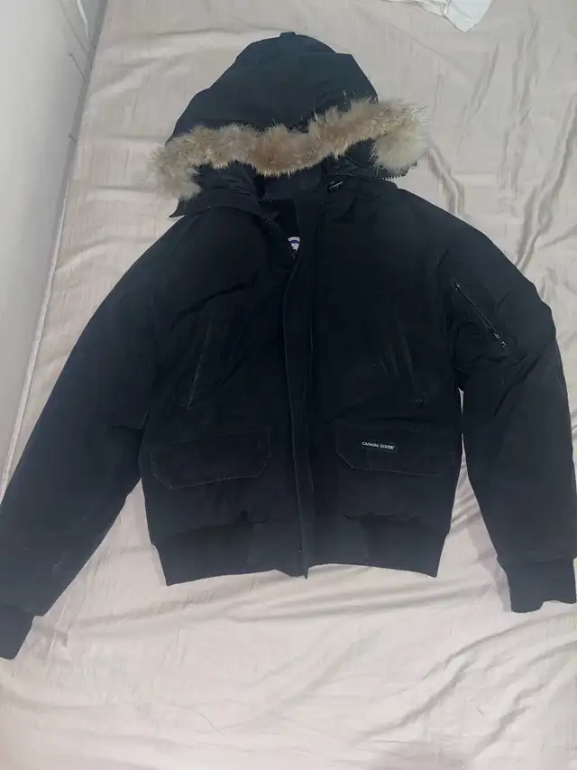 Canada Goose in Other in City of Toronto - Image 2