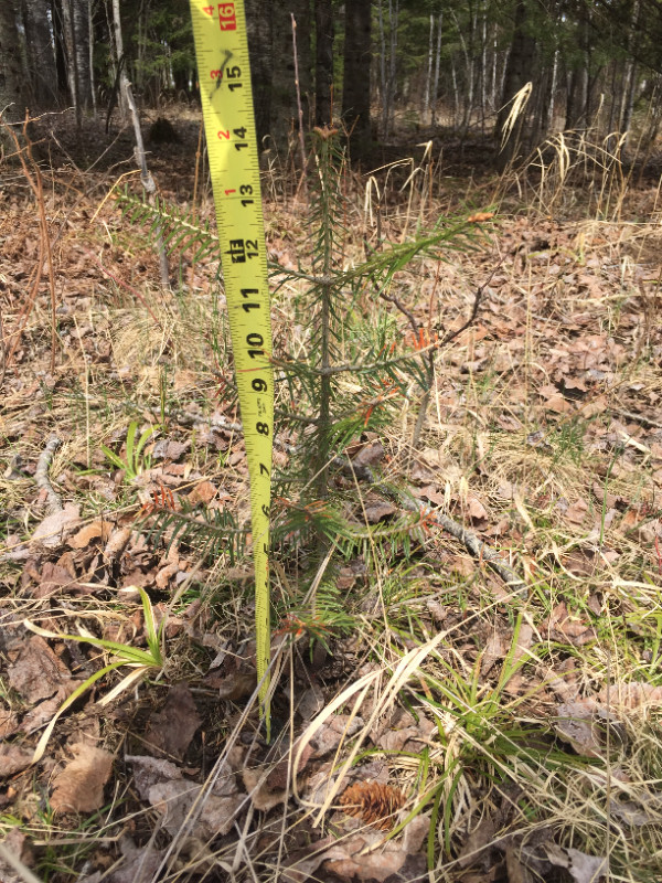 Balsam Fir tree seedlings in Plants, Fertilizer & Soil in Thunder Bay