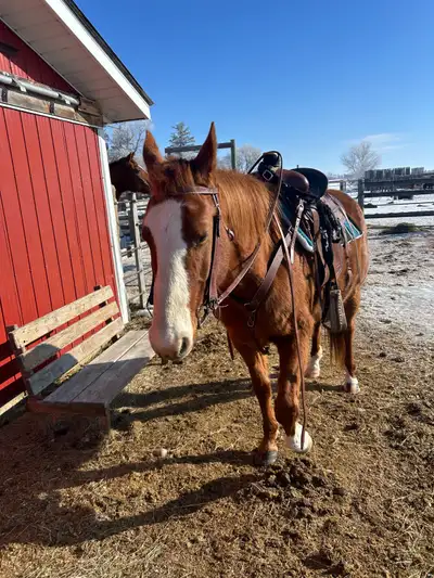 10 year old gelding for lease , View more