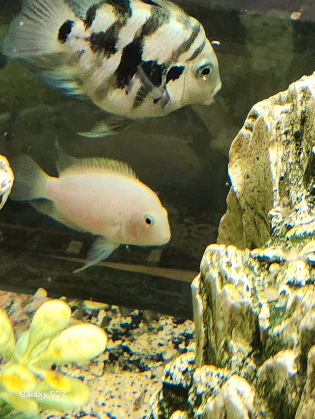 Breading pair need new home  in Fish for Rehoming in London