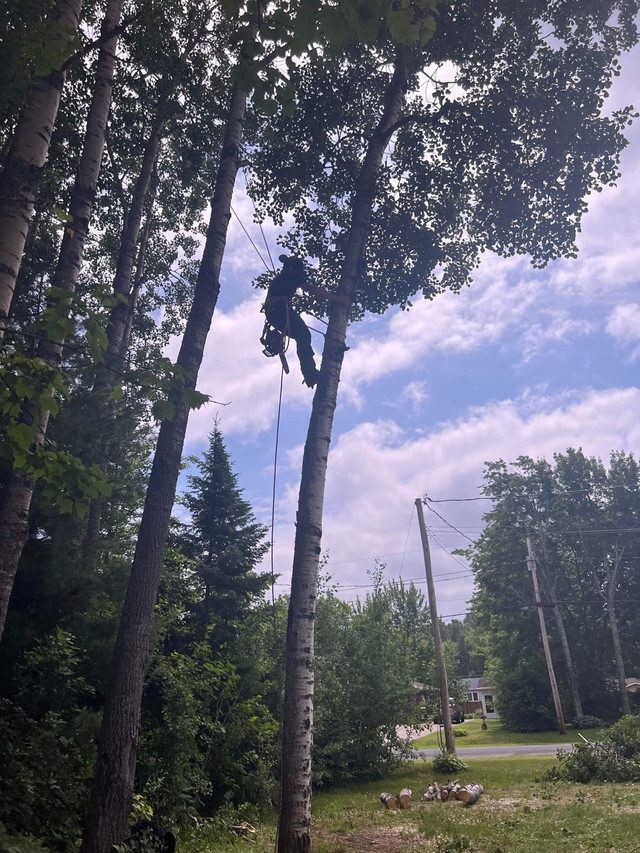 Tree trimming and tree removal  in Lawn, Tree Maintenance & Eavestrough in Bathurst - Image 2