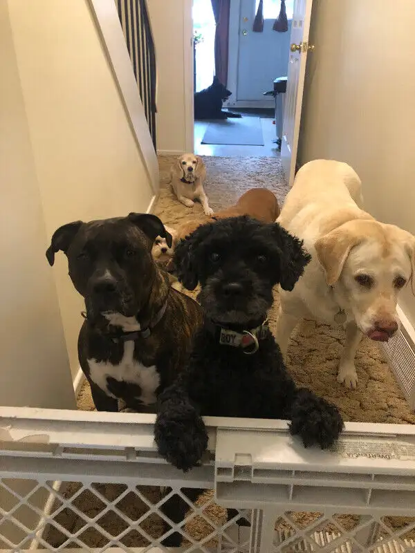 In home dog boarding since 2010 in Animal & Pet Services in Ottawa - Image 2