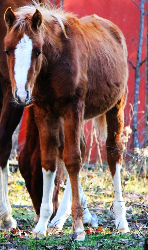 Beautiful 2023 Chestnut Arabian Colt. Patron / Khemo bred. in Horses & Ponies for Rehoming in Edmonton - Image 2