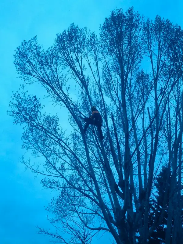hooch tree removal62863716620547123
