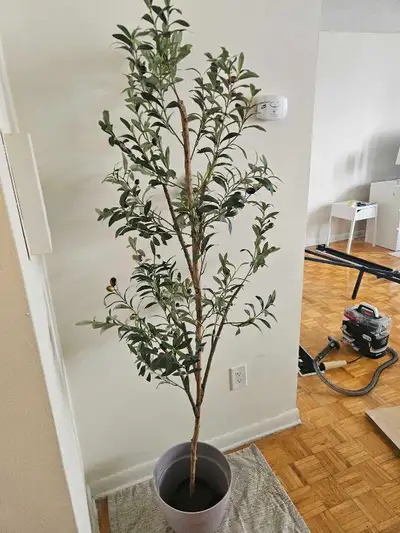 6 feet olive tree, 1 feet wide vase