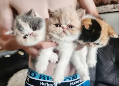 Chaton Exotic Shorthair, View more