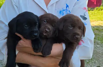 Chocolate Lab/ Retriever cross Puppies, View more