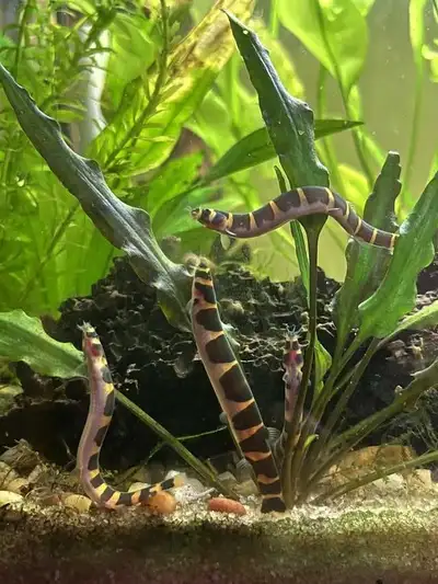 Coolest oddball fish - khuli loaches , View more