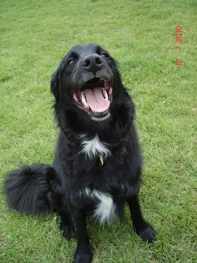 NATURE WALKS * DROP-INS * PET CARE  Etc., View more