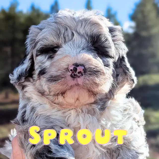 Mini Sheepadoodle Puppies in Dogs & Puppies for Rehoming in Vernon - Image 6