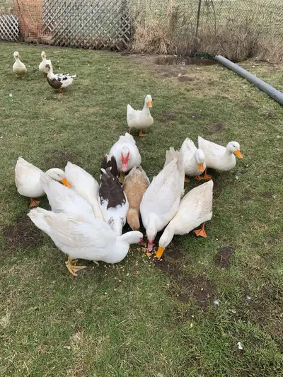 Healthy muscovy and pekin ducks for sale Text 905 801 5225 for inquires Pickup only in Beeton, ON