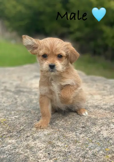 Shorkie Puppies (Shih Tzu X Yorkie), View more
