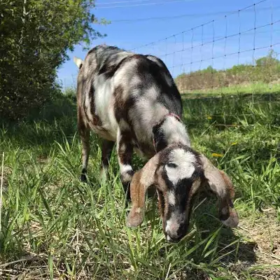 Large Breed Doe Goats, View more