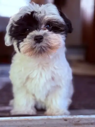 Adorable Maltese x Mini Schnauzer puppies, View more
