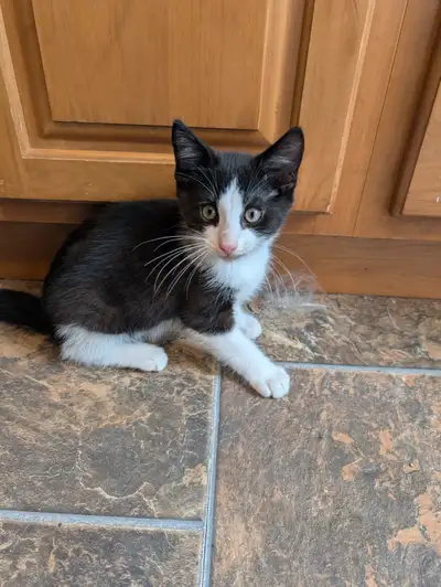 Kittens for rehoming, View more