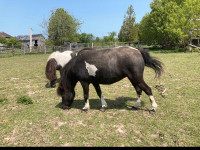 AMHA Mares for Sale
