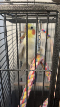 cockatiel