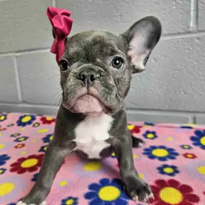 Bouledogue Français Chiots, View more