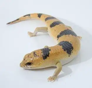 Peter's Banded Skinks (Two for $500), View more