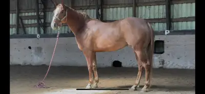 Barrel racing futurity prospect , View more