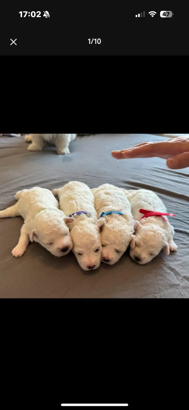 Adorable pur bichon frise puppies look for new home in Dogs & Puppies for Rehoming in Winnipeg - Image 10