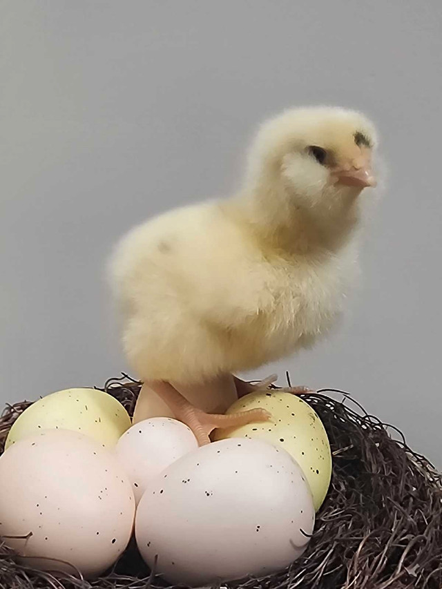 Ivory chicks Pullets  in Livestock in Kawartha Lakes