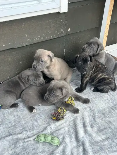 Xena -cane corso x English mastiff Thor -cane corso Second litter have a couple males and a female l...