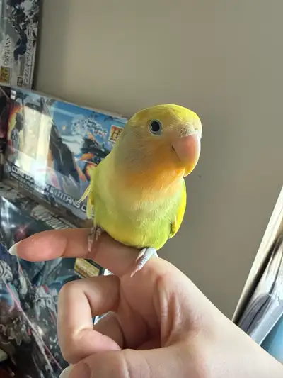 ENERGETIC LOVEBIRD FOR SALE (on hold), View more