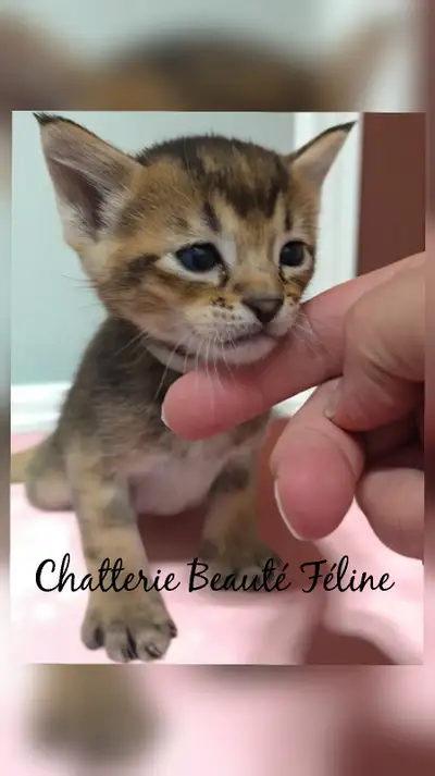 Chatons Caracat, View more
