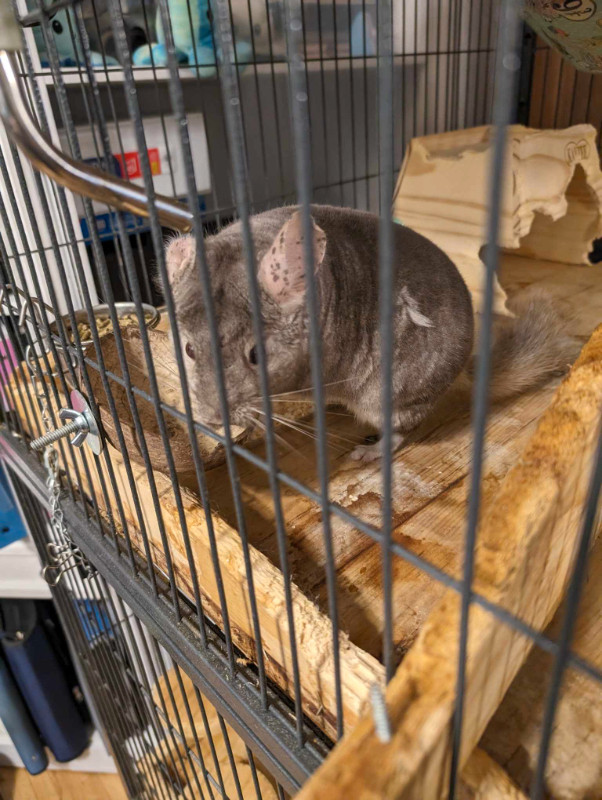 Chinchilla à vendre dans Petits animaux à adopter  à Laval/Rive Nord