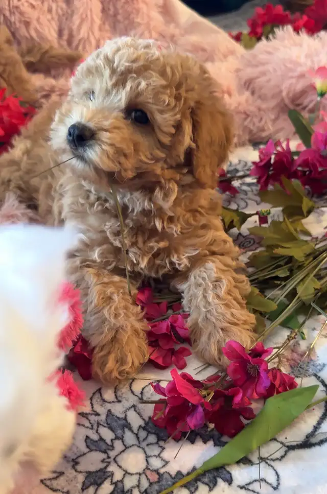 Adorable Charismatic Poochons in Dogs & Puppies for Rehoming in Delta/Surrey/Langley - Image 10