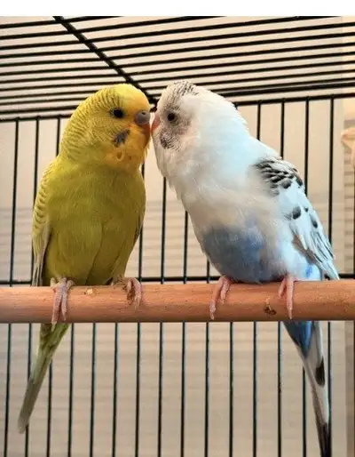 Budgie - Lulu & Pepper - Bonded Budgie Pair, View more