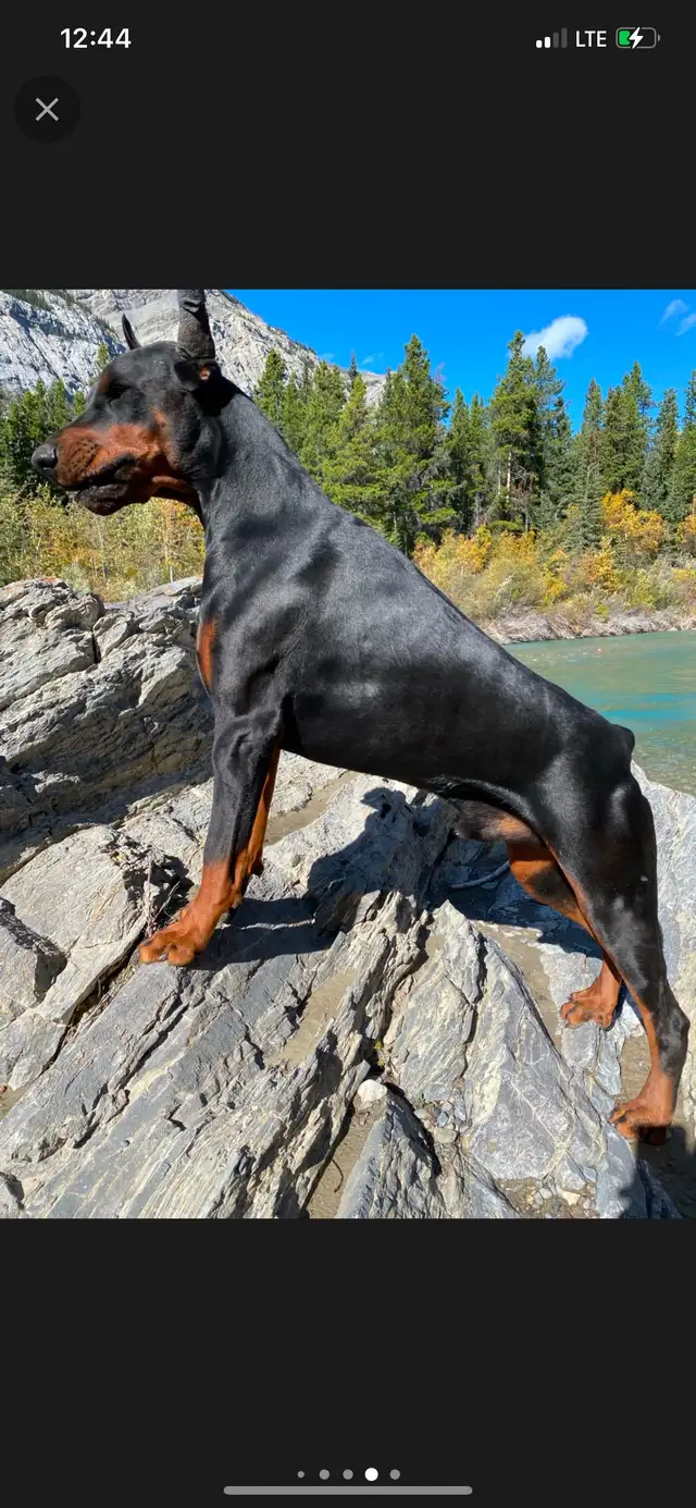 European Doberman Puppies!  1 Female available! in Dogs & Puppies for Rehoming in Edmonton - Image 11