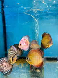 Discus LARGE - ON SALE - was $250.00 NOW 164.99
