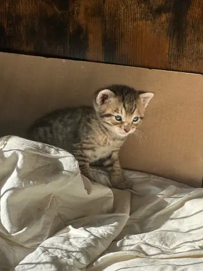 chaton semi bengal, View more