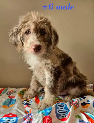 Small Labradoodle /poodle x retreiver puppies, View more