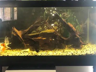 45 gallon Aquarium, View more