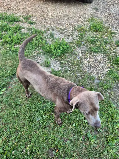 male sliver lab for sale , View more