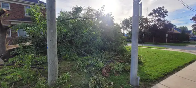 Tree trimming and Removal579217605777827842