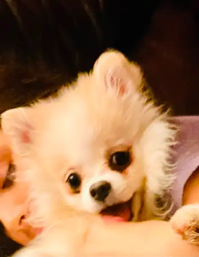 Hi I’m Chloe, I’m a White and Cream female Pomeranian. I was born on Dec. 24 and have been vet check...