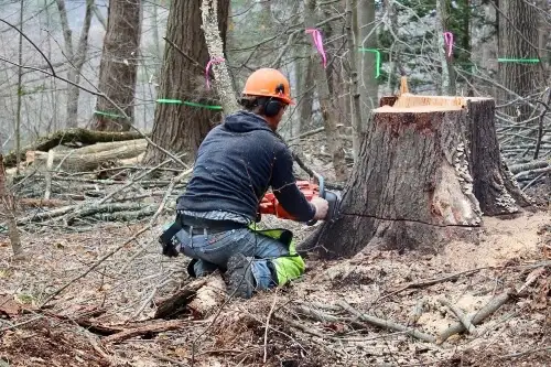 Tree Removal64667459934849122