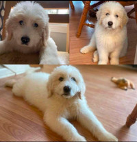 Little Duke-4mth male great pyrenees/poodle mix