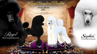 Standard Poodle litter announcement , View more