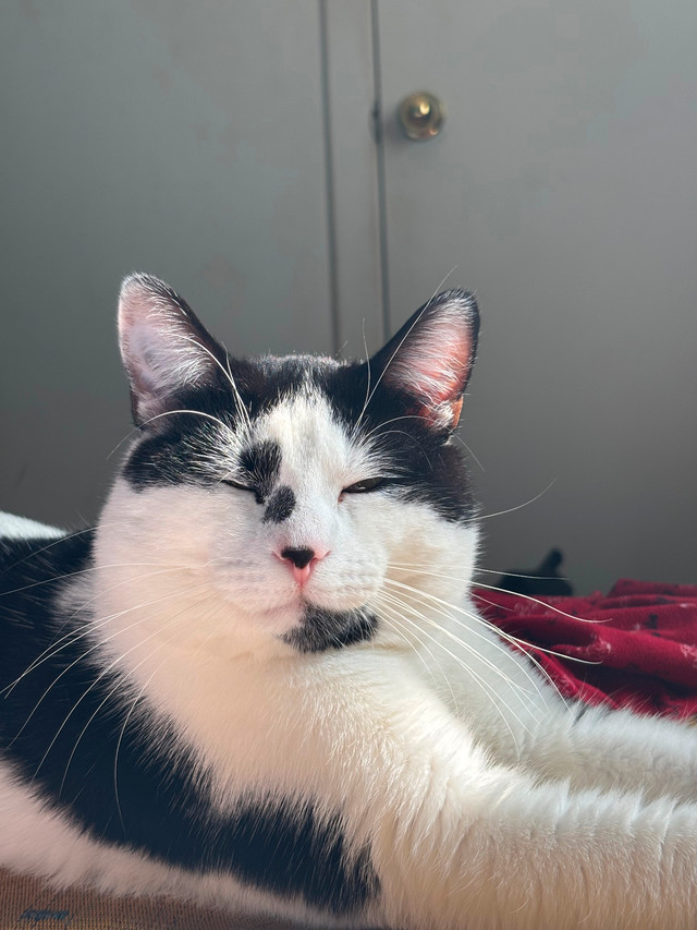 Cat tuxedo dans Chats et chatons à adopter  à Ville de Montréal - Image 4