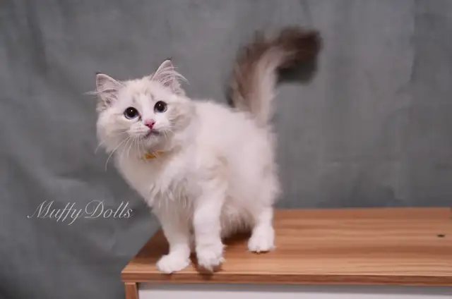 Purebred Ragdoll Kittens Looking For New Home in Cats & Kittens for Rehoming in City of Toronto - Image 8