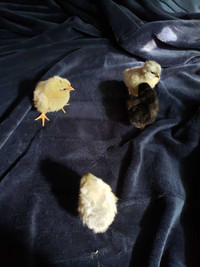 ..chicks 