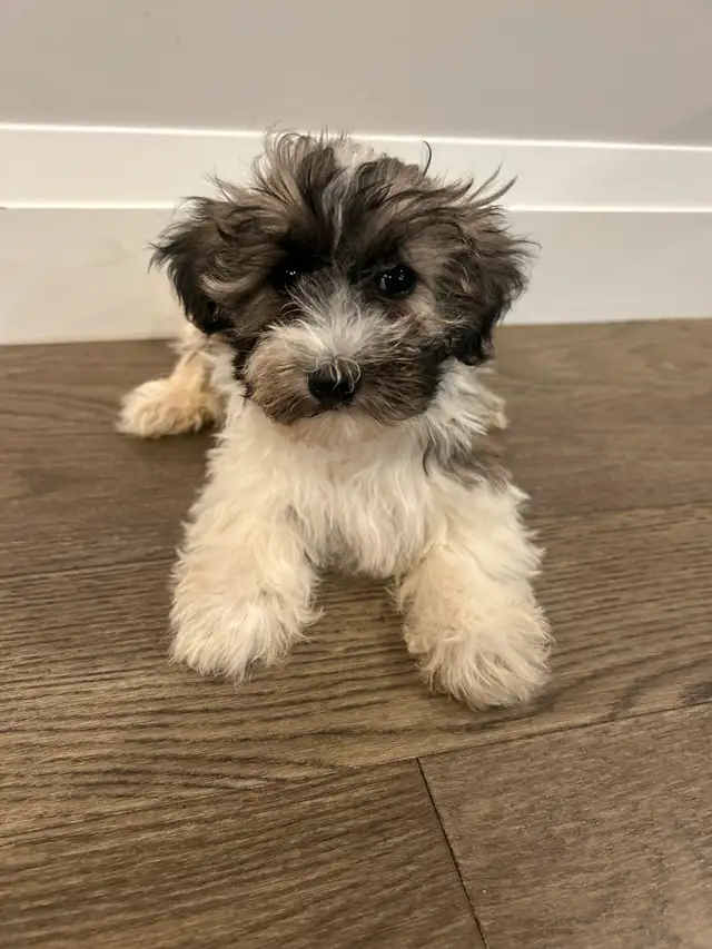 Puppies looking for their furever home! in Dogs & Puppies for Rehoming in Oakville / Halton Region - Image 10